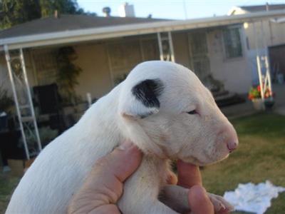 Bull Terrier Puppies for Sale